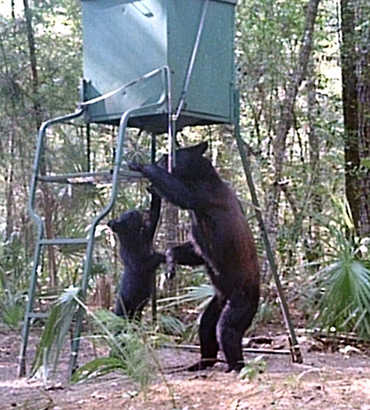 Bear with cub in Tiger Island checks out stand